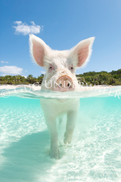 swim_pig_with_watermark.png